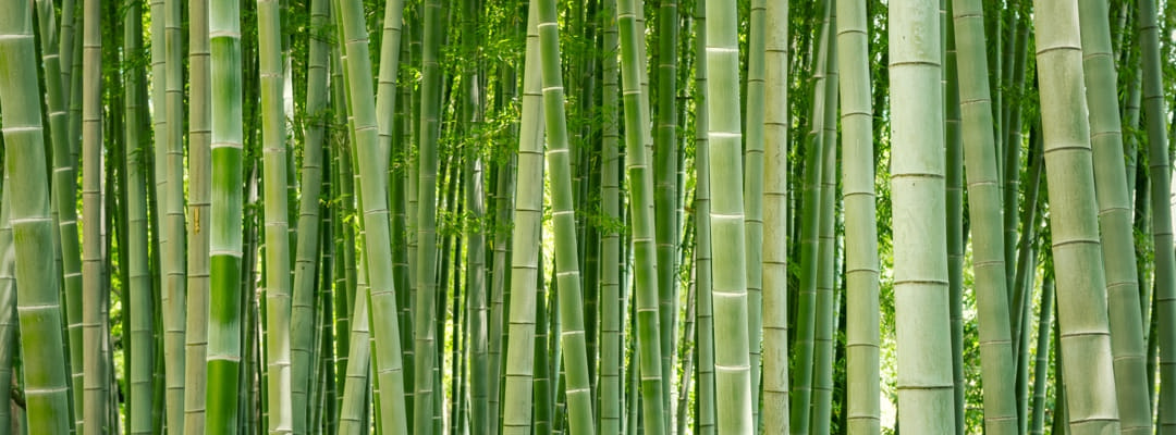 Forêt de Bambou la matière écologique tendance | ObjetsEcologiques.com